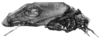 Pycnopalpa (Pycnopalpa) bicordata (Saint-Fargeau & Serville, 1825): Pl. X, Fig. 90 (photo Le Charles). male (specimen in MNHN Paris). (Otu).