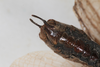 CollectionObject 1505753; b92c13b8-ff18-43fb-8d0d-5883deb1eff0: male, ventral view (holotype). (CollectionObject).