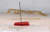 CollectionObject 1564141; 19fff3f5-5ad9-4086-a5b0-80eb61f4e461: copyright MNCN, Madrid. female, lateral view (syntype). (CollectionObject).;CollectionObject 1564142; 0fa5b738-537f-4b39-8b69-fcee83e1aa4f: copyright MNCN, Madrid. female, lateral view (syntype). (CollectionObject).