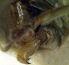 CollectionObject 1516875; 8d552f0d-3790-4494-8555-953ccc81a6b7: male cerci (holotype). (CollectionObject).