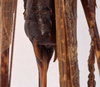 CollectionObject 1534533; ec74f7e7-3675-4fc2-ad14-1bdfdc7e5ae6: female cerci (type of Cecentromenus marmoratus). (CollectionObject).