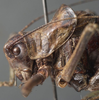 male head and pronotum, lateral view (holotype of Poecilimon greini). Depicts CollectionObject 1505908; 024587c5-ced4-463f-98f7-a18910712bb5, a CollectionObject.