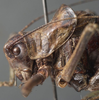 CollectionObject 1505908; 024587c5-ced4-463f-98f7-a18910712bb5: male head and pronotum, lateral view (holotype of Poecilimon greini). (CollectionObject).