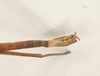 CollectionObject 1561507; NHMUK(SF IMPORT DUPLICATE) 844550, 27bdf160-5f2c-4711-8869-27110b81d67d: copyright Natural History Museum, London. male: end of abdomen, dorsal view (syntype). (CollectionObject).