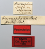 labels (paralectotype). Depicts CollectionObject 1578643; a4cce91d-94bd-41c0-9aa0-abb693f6c31a, a CollectionObject.