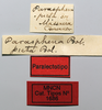 CollectionObject 1578643; a4cce91d-94bd-41c0-9aa0-abb693f6c31a: labels (paralectotype). (CollectionObject).