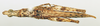 CollectionObject 1518535; 6d8cc317-fc43-4780-9431-a87c7ea48b80: female, dorsal view (holotype). (CollectionObject).