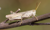Ronderosia forcipata (Rehn, 1918): male. (Otu).