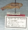 CollectionObject 1499566; fb6e66b6-6489-47bc-9047-0a6fd32a4ae5: Image Carbonell, C.S. female, lateral view (allotype of Jivarus albolineatus). (CollectionObject).