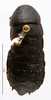 CollectionObject 1587441; MNHN(SF IMPORT DUPLICATE) MNHN-EP-EP899, e3d08565-ff7b-48fc-85ec-781d6d5d7c10: CC BY-NC-ND 4.0/MNHN - Depraetere Marion - 2014. Type, female, of abbreviata Chopard, 1938. Specimen number: MNHN-EP-EP899. http://coldb.mnhn.fr/catalognumber/mnhn/ep/ep899. (CollectionObject).