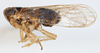 Habitus, lateral view on Delphacodes nigrinota Beamer, 1951: (Observation).