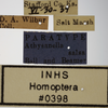 Other on Athysanella (Athysanella) salsa Ball & Beamer, 1940: Labels - Female. Labels for the Paratype female specimen. (Observation).