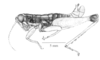 Eusitalces vittatus Bruner, 1911: Fig. 6A. male, habitus. (Otu).
