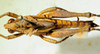 CollectionObject 1498820; e2d41211-d613-4a90-943b-3f673d1cf712: 2012. male, dorsal view. (CollectionObject).