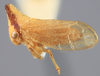Habitus, lateral view: !! display not done !! on Melizoderes osborni (Funkhouser, 1930): (Observation).