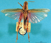 CollectionObject 1520576; 1315dd54-e2d0-4fdb-a78a-571c6d5bb785: female, dorsal view (syntype). (CollectionObject).