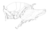 Ceuthophilus (Ceuthophilus) crassifemoris Hubbell, 1929: Fig. 357. Lateral view of male. (Otu).