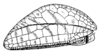 Diplodontopus rubromarginatus (Haan, 1843): Fig. 67 (after De Jong). male left tegmen (length 30 mm). (Otu).