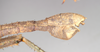 CollectionObject 1558875; NHMUK(SF IMPORT DUPLICATE) 845210, e0fca43f-b9f6-484d-b9d3-c94223e31fea: copyright Natural History Museum, London. male: end of abdomen, lateral view of Heteropteryx grayii (paralectotype). (CollectionObject).