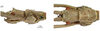 CollectionObject 1597524; 9ca47b68-b8b5-4a14-bbfa-0f2a3ca13b12: copyright QM. male: head, lateral & dorsal views (paratype). (CollectionObject).;CollectionObject 1597525; 761d9682-b77b-4757-b0eb-3f12ffa3748c: copyright QM. male: head, lateral & dorsal views (paratype). (CollectionObject).