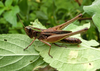 FieldOccurrence 479; fb495482-191d-452b-bd34-35dad32a0b53; Tanzania
Darakuta Ranch near Babati, 2017/05/06: famnel, lateral view. (FieldOccurrence).