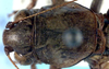 Dexerra vigescens Rentz, 1985: male, dorsal view (paratype). (Otu).