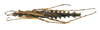 Cnipsomorpha Hennemann, Conle, Zhang & Liu, 2008: copyright IZCAS. Cnipsomorpha erinacea female (holotype) [type species]. (Otu).