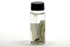 CollectionObject 1527841; 01c0737f-5844-48b8-a9a5-66eadbd7137d: vial with specimen (holotype). (CollectionObject).