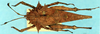 CollectionObject 1572083; 3d7db985-30ab-4bdd-b8c0-8ce23288adbd: female, dorsal view. (CollectionObject).