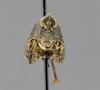 CollectionObject 1523018; 22dea4c9-1308-4f33-a689-c30926d2b058, ANSPtype no. 5217: female, frontal view (holotype). (CollectionObject).