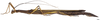 CollectionObject 1581367; 94849797-22a1-4759-aeba-0ce2b79788ef: copyright INPA Manaus. female, lateral view (paratype). (CollectionObject).;CollectionObject 1581368; 27fb039d-33f2-42b4-b33c-5769052fc09c: copyright INPA Manaus. female, lateral view (paratype). (CollectionObject).