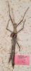CollectionObject 1562347; MVMA T-13885, 2f442844-3469-4c6f-b73d-a7b6795c5ff7: copyright MVMA, Melbourne. male of Xeroderus kirbii (doubtful paralectotype). (CollectionObject).