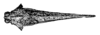 Centrosotettix centrosus (Bolívar, 1887): Fig. 7 (after holotype). female head and pronotum, dorsal view. (Otu).