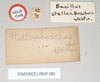 CollectionObject 1559613; NHMUK(SF IMPORT DUPLICATE) 845180, 8e05dfd0-47c3-4802-9499-587f5f9deb8a: copyright Natural History Museum, London. male, data lebels [round label reversed] of synonym Bacillus stellenboschus (holotype). (CollectionObject).