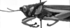 CollectionObject 1501113; 22893d49-df09-448f-ba53-0c5b5075123c: Image Carbonell, C.S. male head and pronotum, lateral view (lectotype of Xiphocera picticollis). (CollectionObject).