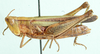 Roduniella insipida (Karsch, 1896): female, lateral view. (Otu).