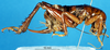 CollectionObject 1537615; 0fe9d04a-8bca-4d34-a726-974c03b78ea4: female, lateral view (paratype). (CollectionObject).