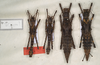 CollectionObject 1577049; 313d62c4-8fe0-4fea-ac1c-777a0eb59eda: copyright ZIN St. Petersburg. male (holotype), male & female (paratypes). (CollectionObject).