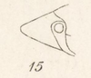 Head: !! display not done !! on Acanalonia affinis Fowler, 1900: Acanalonia affinis figure 5a from Fowler 1900. (Observation).