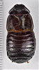 CollectionObject 1618750; 589776e0-ad73-4511-b5dd-ceab97e1d467: (CollectionObject).