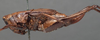 CollectionObject 1505636; 8b58db6c-ad26-441a-b981-df4ba458240b: female, lateral view (holotype). (CollectionObject).