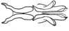 Aleuas lineatus Stål, 1878: Fig. 30F. endophallus, dorsal view. (Otu).