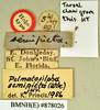 Eurycotis floridana (Walker, 1868): Holotype, juvenile, labels. BMNH(E)#878026. (Otu).