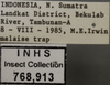 Other on Cicadulina (Cicadulina) bipunctata (Melichar, 1904): (Observation).