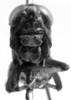 CollectionObject 1523865; 2854decd-a7f7-4639-a4dc-5d26d91f8952: Image Carbonell, C.S. female, frontal view (holotype). (CollectionObject).