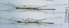 CollectionObject 1562659; 8a23bf61-9260-4413-817a-4d3a08a733f8: copyright MNHN, Paris. male (paratypes). (CollectionObject).;CollectionObject 1562660; 5f9bcb20-8c4a-4bb4-b1df-88bf7292b0cc: copyright MNHN, Paris. male (paratypes). (CollectionObject).