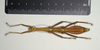 CollectionObject 1561006; 1d6efdb3-a308-4398-98ec-401eaa746619: copyright MIZ, Warsaw. female, ventral view of synonym Periphetes sangirensis (syntype). (CollectionObject).