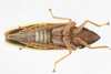 Live specimen on Draeculacephala balli Van Duzee, 1915: (Observation).