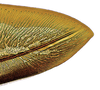 Second valvula of ovipositor on Caetana pulchra Domahovski, Gonçalves, Takiya & Cavichioli, 2019: Female paratype [DZRJ]: apical portion of second valvula, lateral view. (Observation).