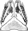 Subgenital plate: !! display not done !! on Paraphlepsius (Gamarex) mimus (Baker, 1898): Subgenital plate. (Observation).